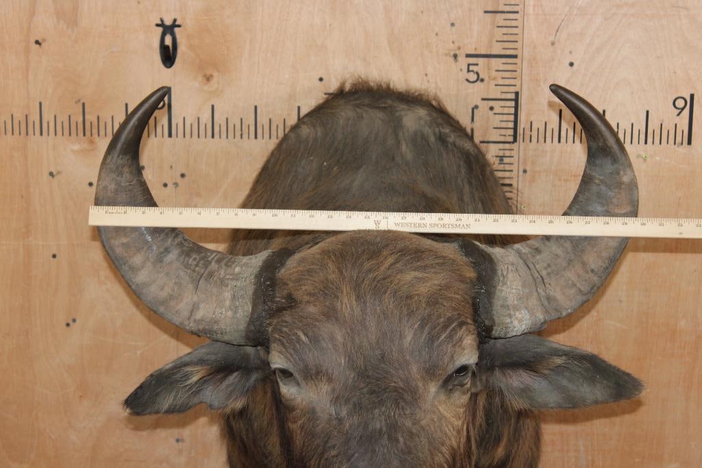 Big African SAVANNA BUFFALO Shoulder Mount - 4