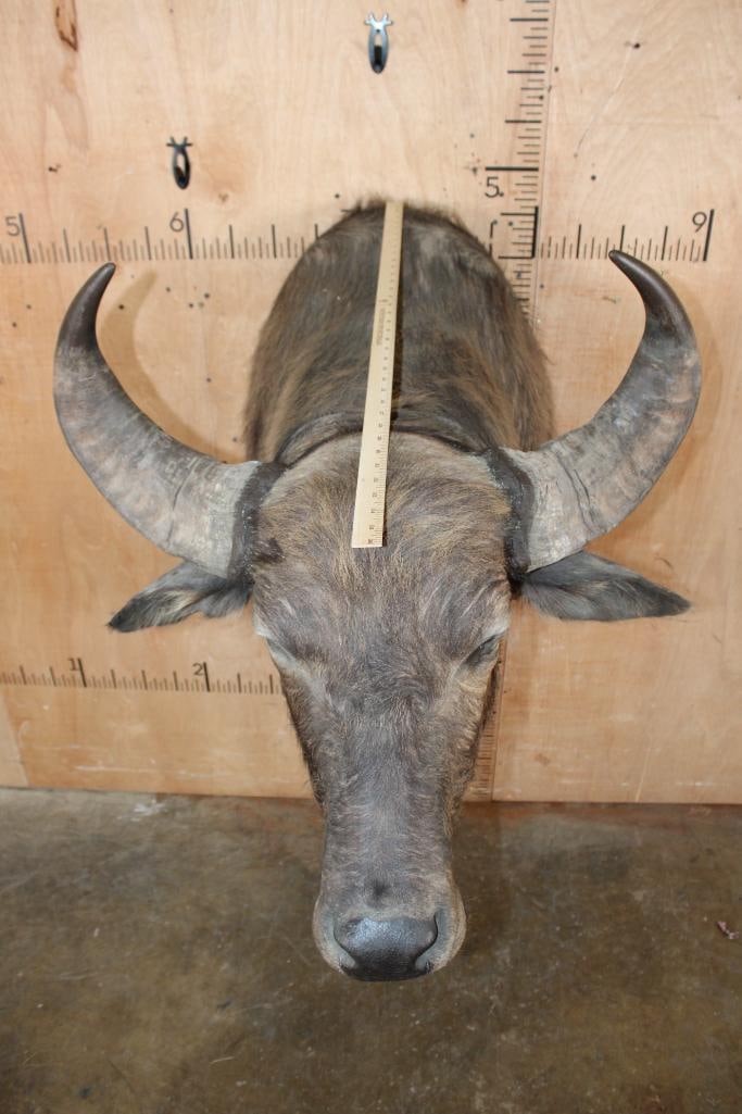 Big African SAVANNA BUFFALO Shoulder Mount - 5
