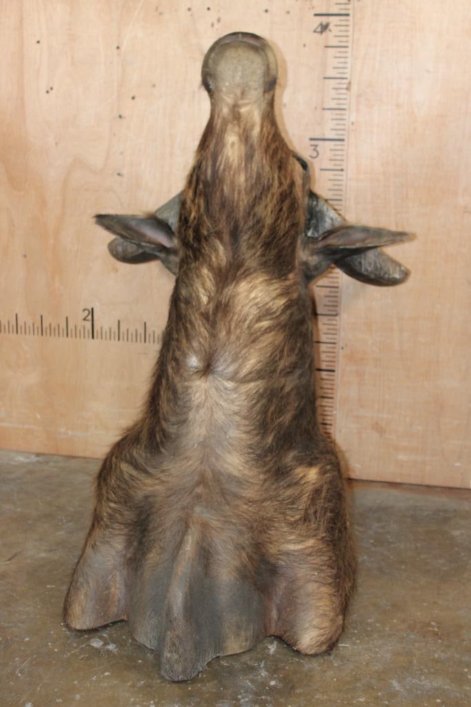 Big African SAVANNA BUFFALO Shoulder Mount - 6
