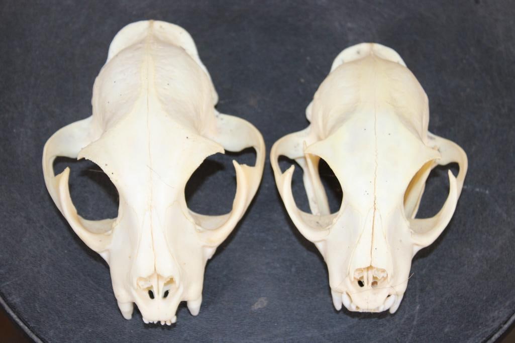 (2) BOBCAT Skulls (1 of 6)