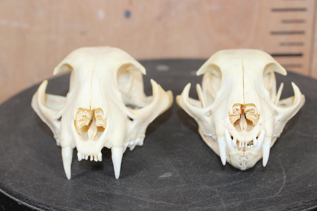(2) BOBCAT Skulls - 2