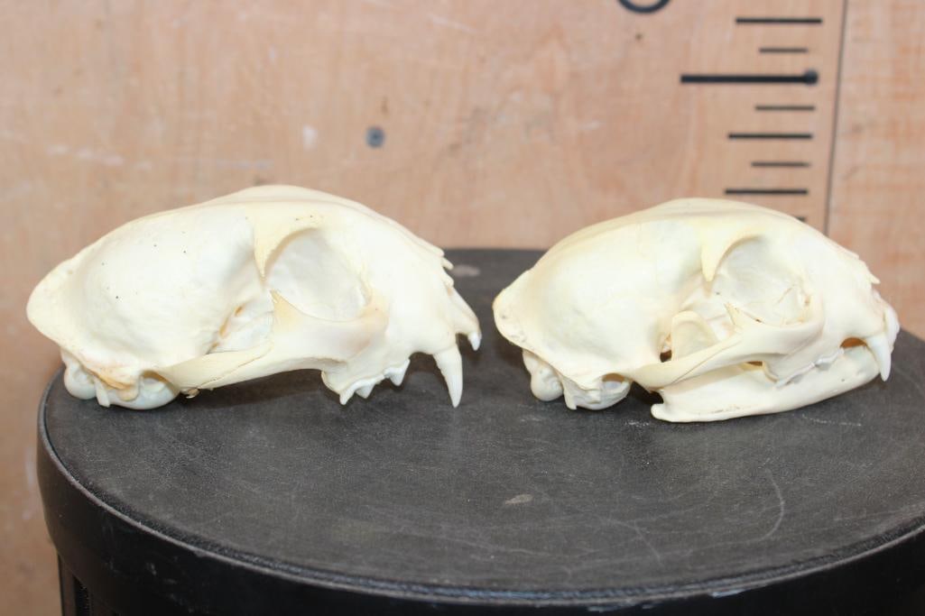 (2) BOBCAT Skulls - 3