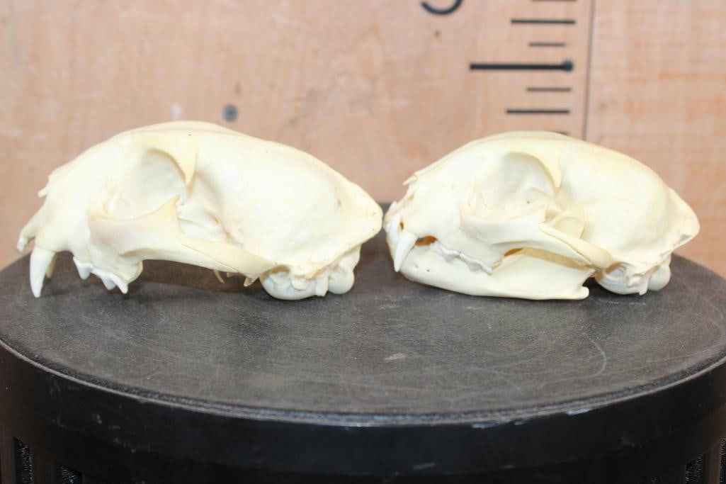 (2) BOBCAT Skulls - 4
