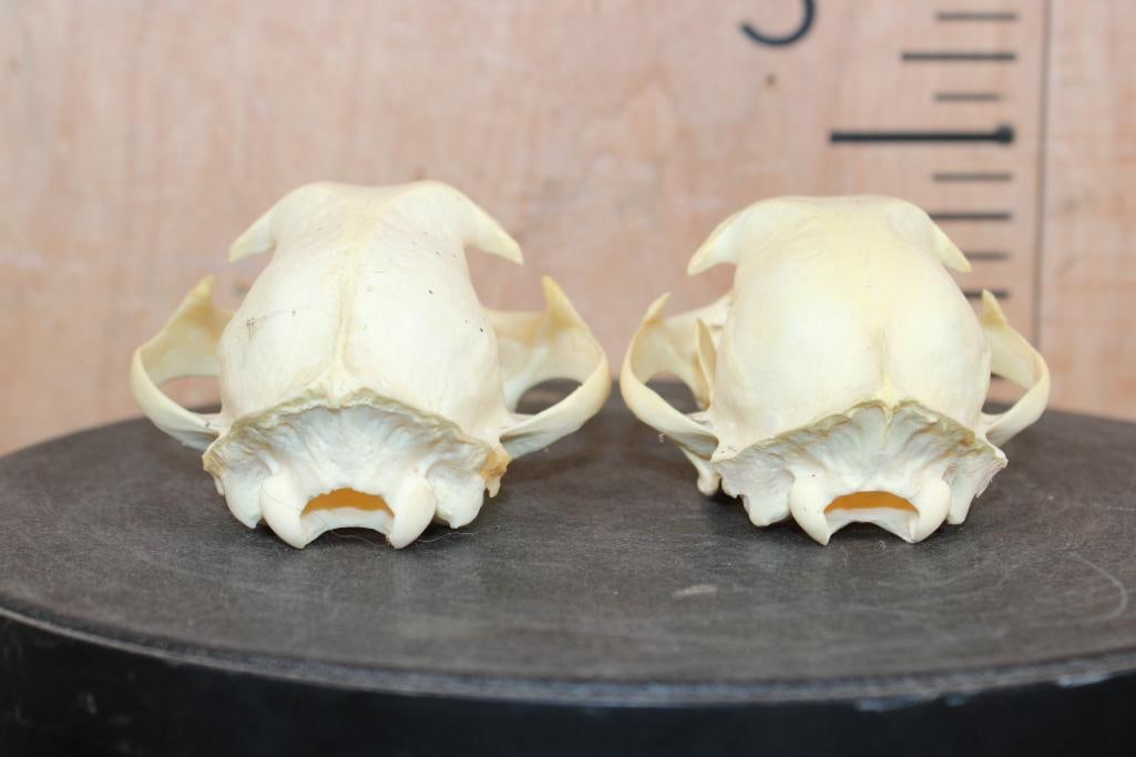 (2) BOBCAT Skulls - 5