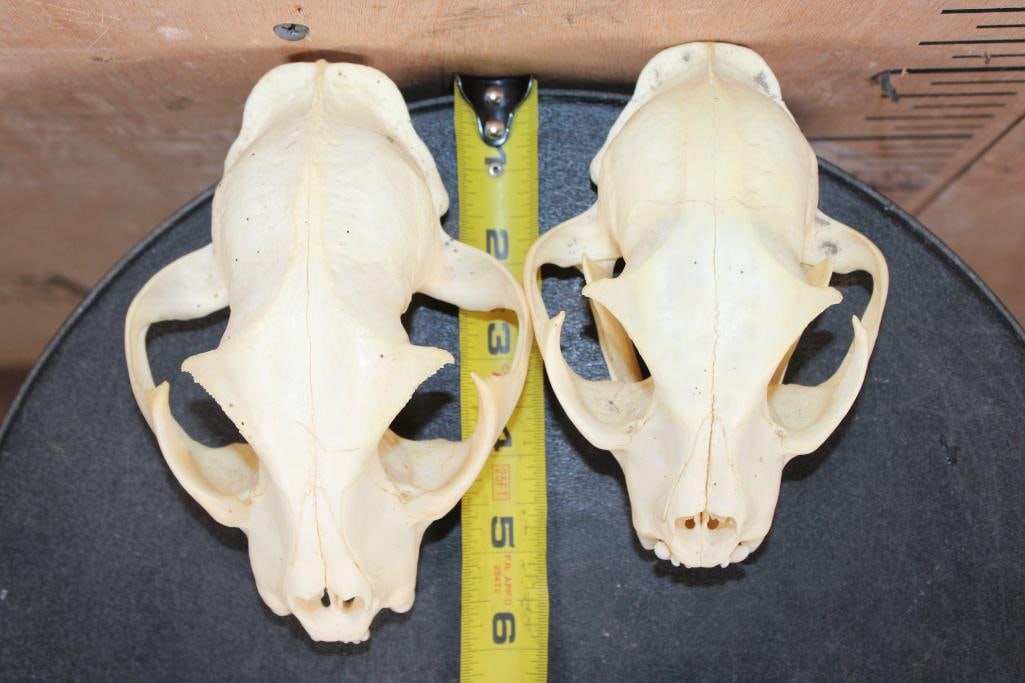 (2) BOBCAT Skulls - 6