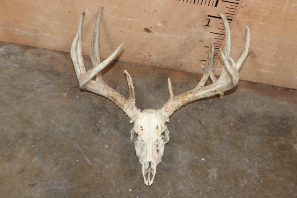 Big 13-Point WHITETAIL DEER Skull: Big 13-Point WHITETAIL DEER Skull. It has a 23 3/8" Spread, All but 1 Tooth, and intact Nasal Turbinates. TAXIDERMY SKULLS 