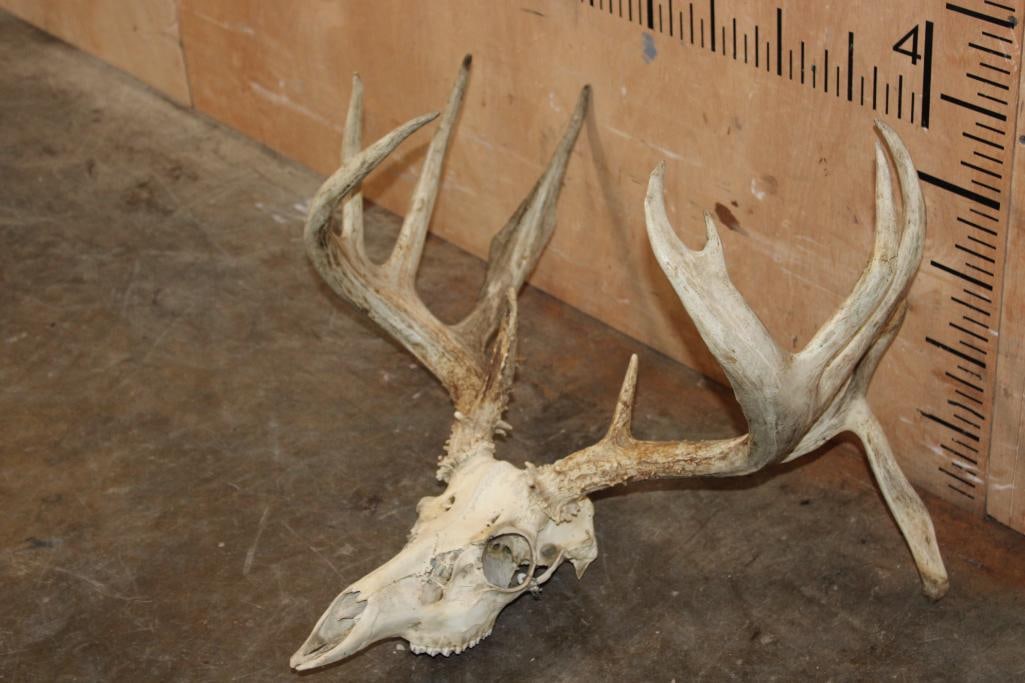 Big 13-Point WHITETAIL DEER Skull - 2