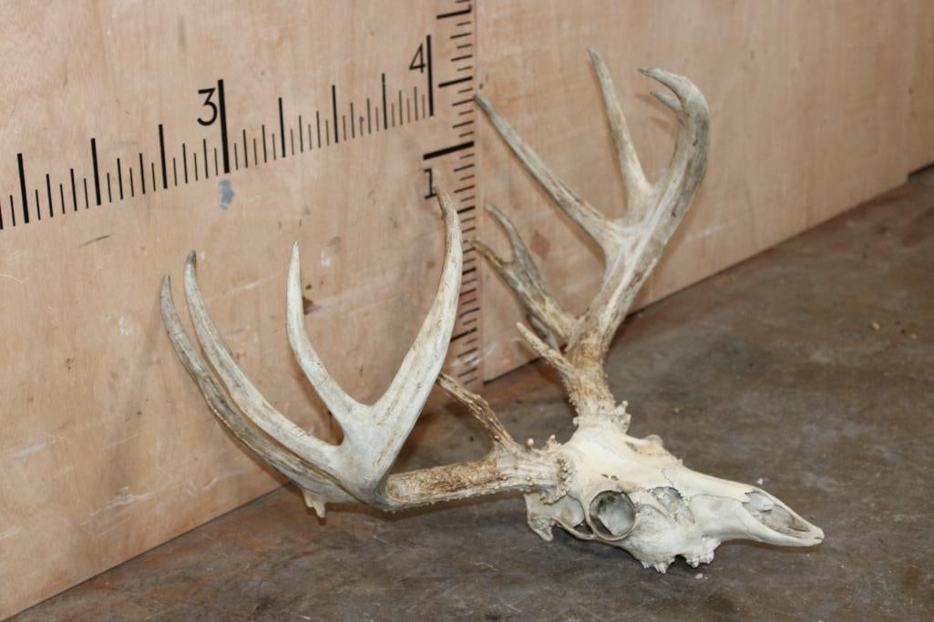 Big 13-Point WHITETAIL DEER Skull - 3