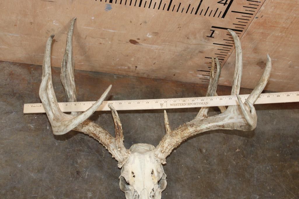 Big 13-Point WHITETAIL DEER Skull - 4