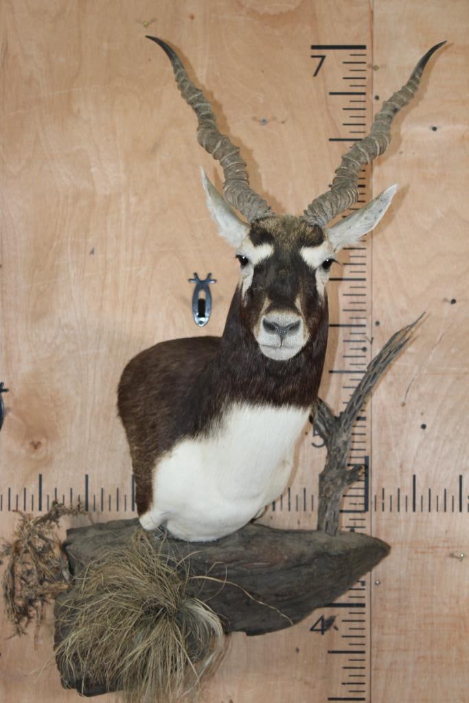 BLACKBUCK Wall Pedestal on a Decorative Rock Wall Base: BLACKBUCK Wall Pedestal. It is mounted on a decorative Rock Wall Hanging Base. The Horns measure 16.75" and 16.25" Long (in a straight line). The Blackbuck is Removable and is in Good Condition. TAXID