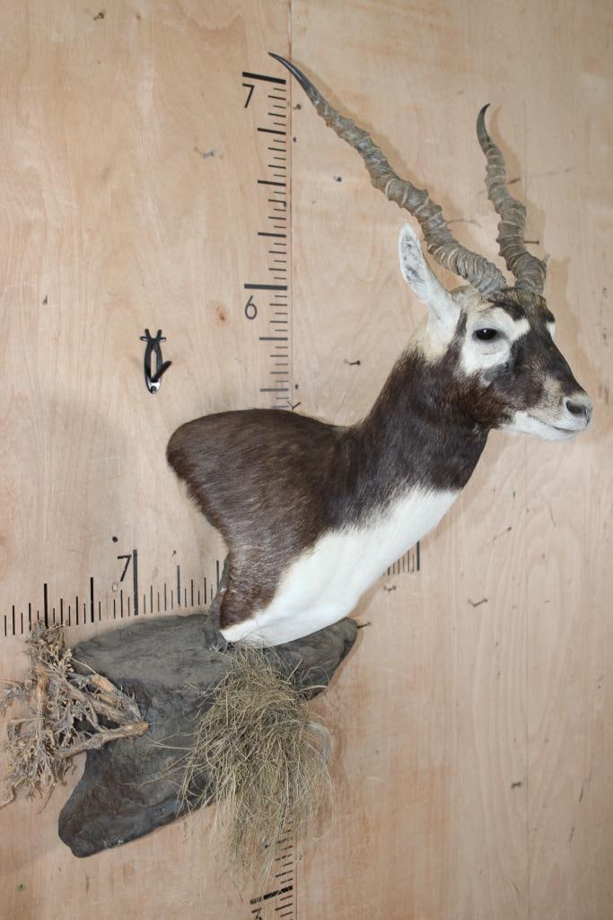 BLACKBUCK Wall Pedestal on a Decorative Rock Wall Base - 2