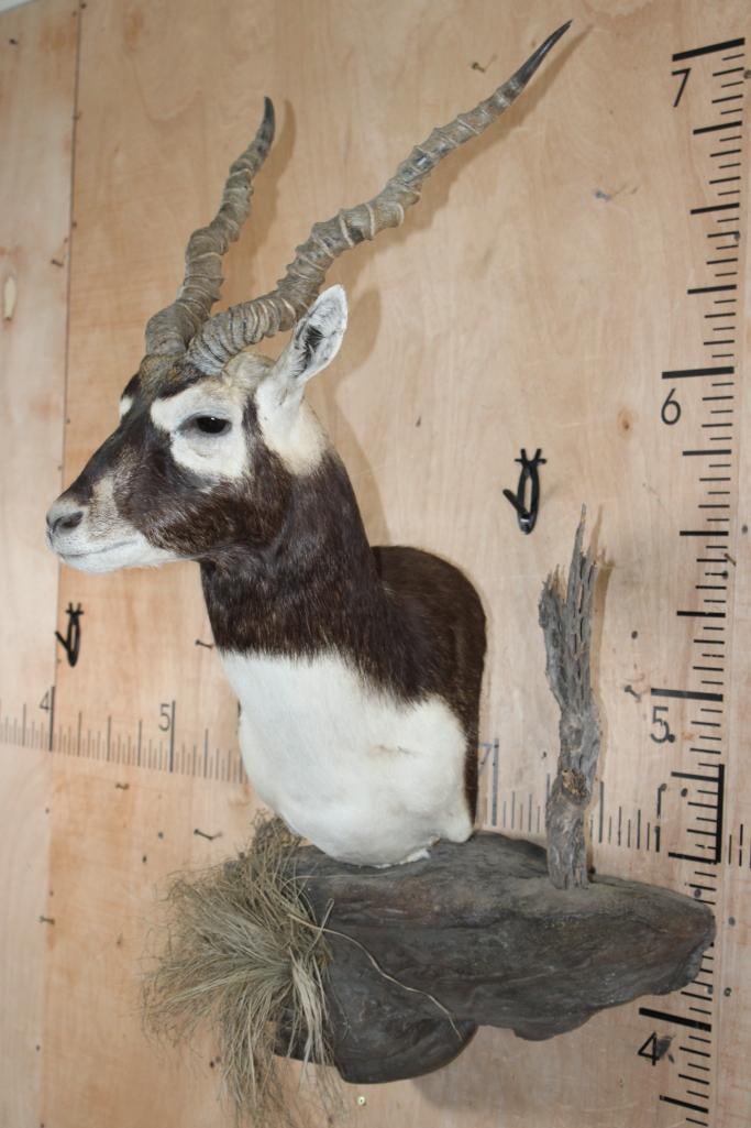 BLACKBUCK Wall Pedestal on a Decorative Rock Wall Base - 3