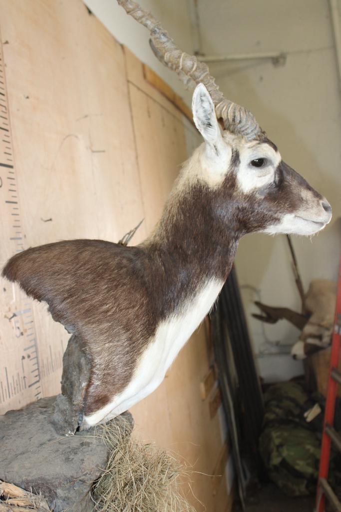 BLACKBUCK Wall Pedestal on a Decorative Rock Wall Base - 5