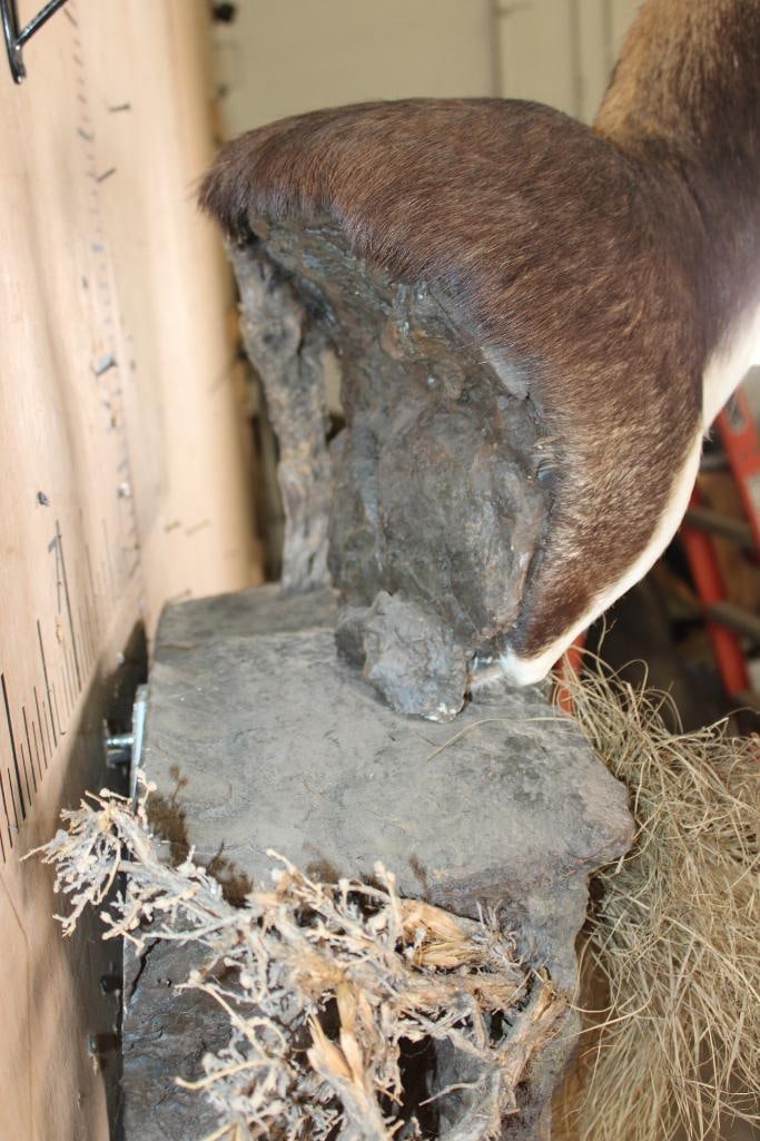 BLACKBUCK Wall Pedestal on a Decorative Rock Wall Base - 6