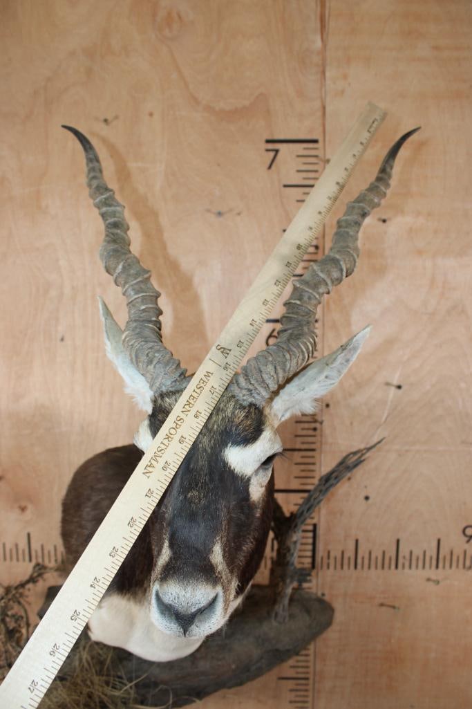 BLACKBUCK Wall Pedestal on a Decorative Rock Wall Base - 7