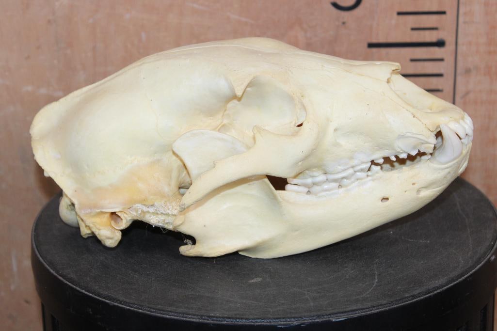 BLACK BEAR Skull - 2