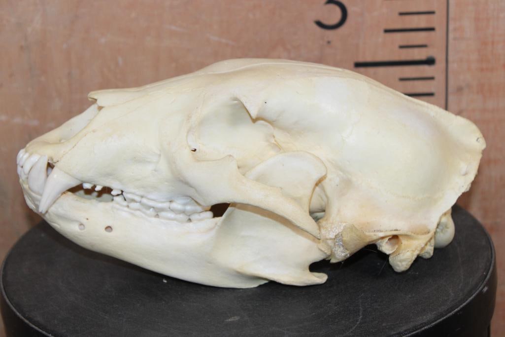 BLACK BEAR Skull - 3