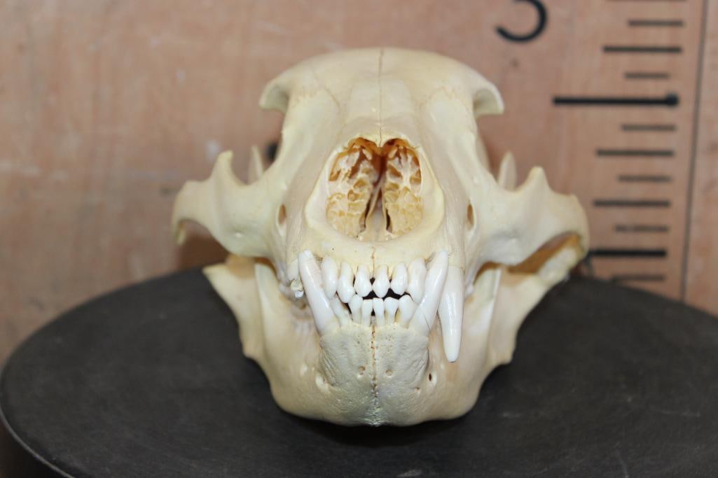 BLACK BEAR Skull - 4