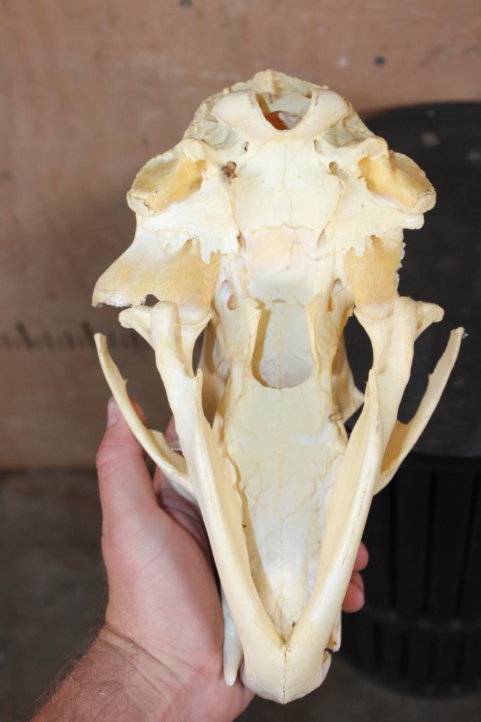 BLACK BEAR Skull - 5