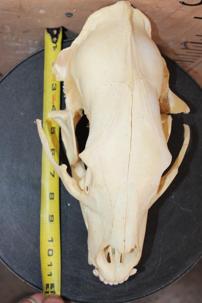 BLACK BEAR Skull - 6