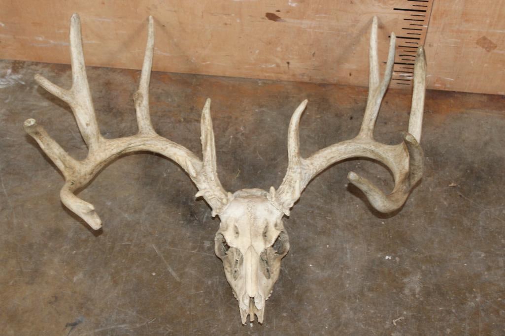 XXL 16-Point WHITETAIL DEER Skull: XXL 16-Point WHITETAIL DEER Skull. It has a 26.25" Spread and All but 2 (rear) teeth. TAXIDERMY SKULLS 