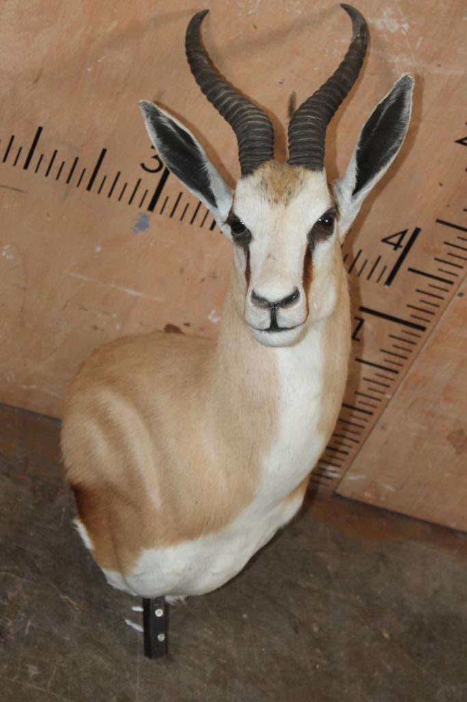 SPRINGBOK Pedestal Mount with No Pedestal: Nice SPRINGBOK Pedestal Mount with No Pedestal. It is in Good Condition. TAXIDERMY 