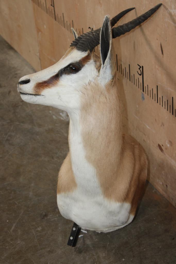 SPRINGBOK Pedestal Mount with No Pedestal - 2