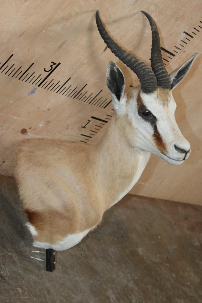 SPRINGBOK Pedestal Mount with No Pedestal - 3