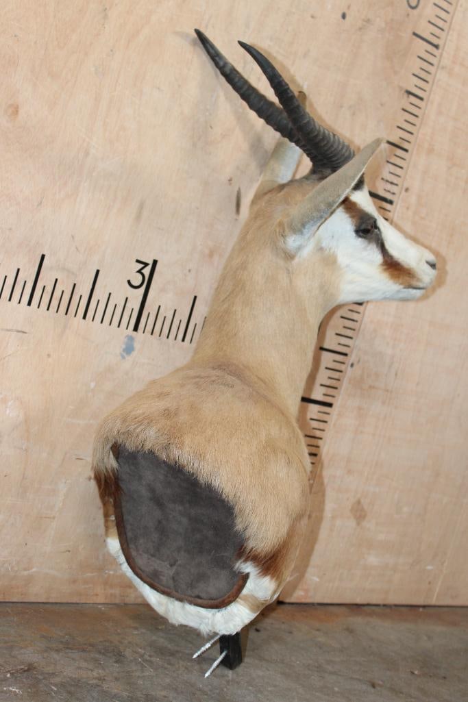 SPRINGBOK Pedestal Mount with No Pedestal - 4