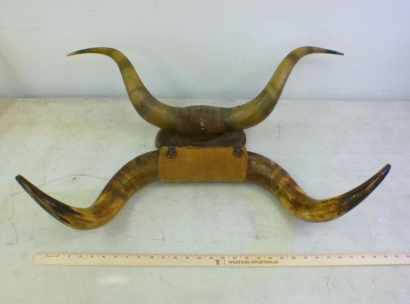 (2) Sets of STEER Horns: 2 Vintage Sets of STEER Horns. There is one on a Wood Plaque with a 28" Spread. The other measures 31" Long and is wrapped with felt. TAXIDERMY 
