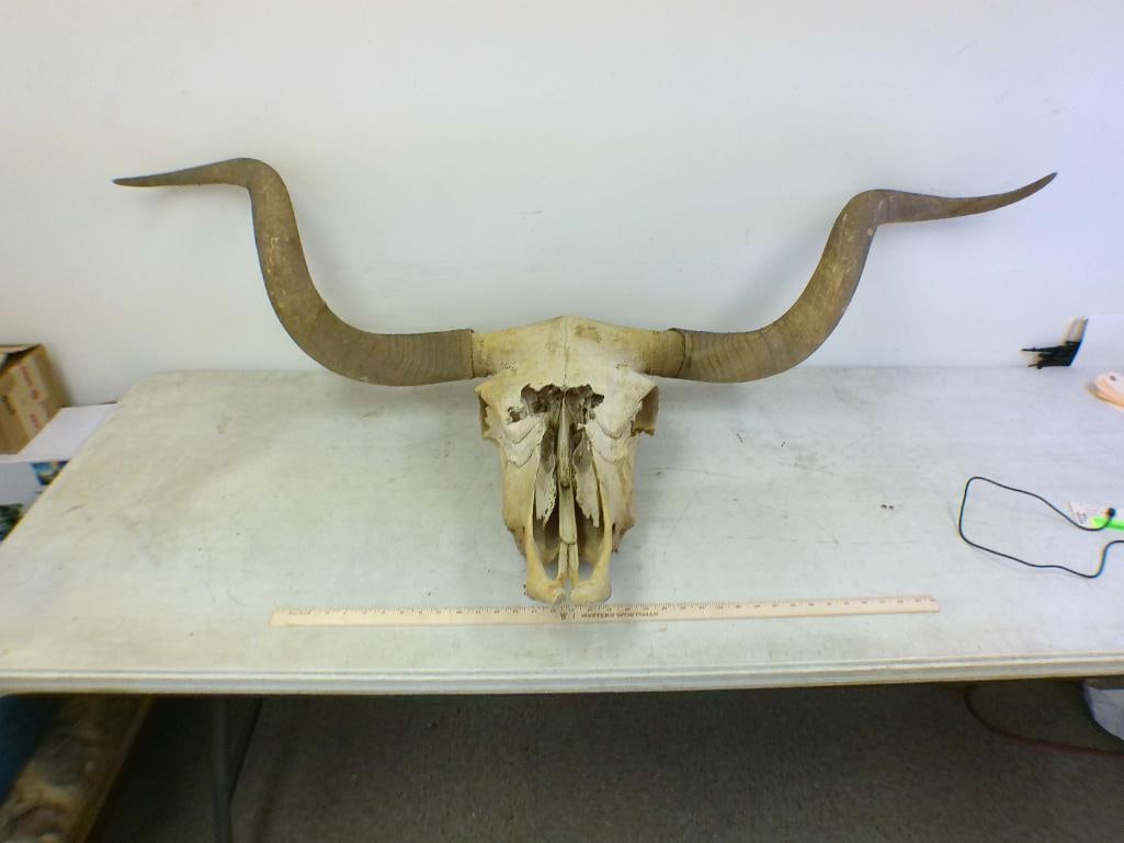 LONGHORN Skull with Removable Horns: Vintage LONGHORN Skull with Removable Horns. It has a 64" Spread and has some damage. TAXIDERMY SKULLS 
