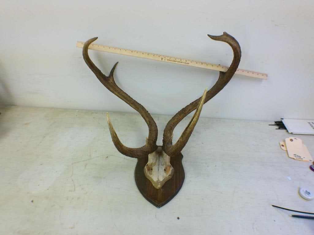XL ELD'S DEER on a Skull Cap and Mounted on a Wood Plaque - 2
