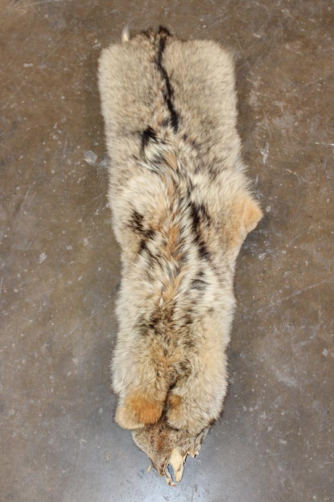 COYOTE Pelt with No Tail (1 of 3)