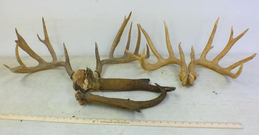 (2) Sets of WHITETAIL DEER Antlers on a Broken Skull Caps (1) Set of Pronghorn Horns: 2 Sets of WHITETAIL DEER Antlers on a Broken Skull Caps. One has a 26" Spread and 12-Points, the other has a 23" Spread with 11-Points. 1 Set of Pronghorn Horns on a broken skull cap that measure 12"