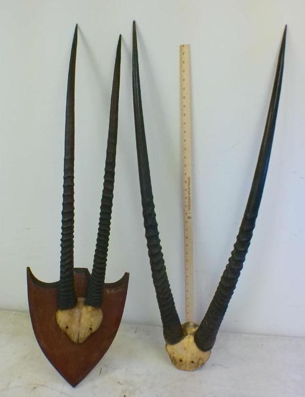 (2) Sets of GEMSBOK Horns on Skull Caps: 2 Sets of GEMSBOK Horns on Skull Caps. One is mounted on a vintage Wood Plaque. TAXIDERMY 