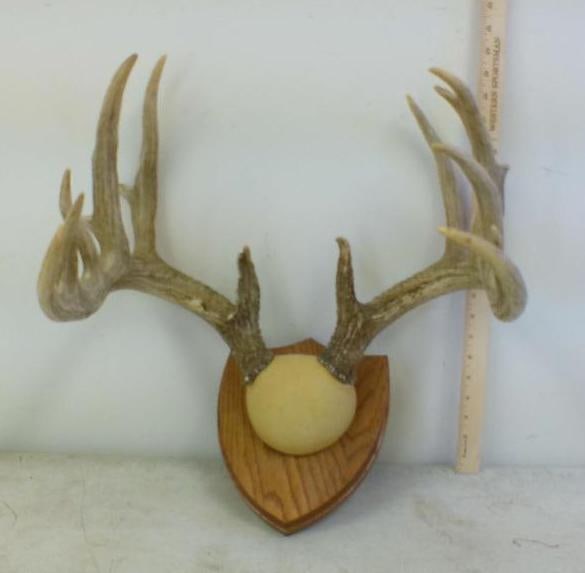 14-Point WHITETAIL DEER Antler Rack on a Wood Shield Plaque: 14-Point WHITETAIL DEER Antler Rack. It has a 17.5" Spread and is mounted on a Wood Shield Plaque. TAXIDERMY 