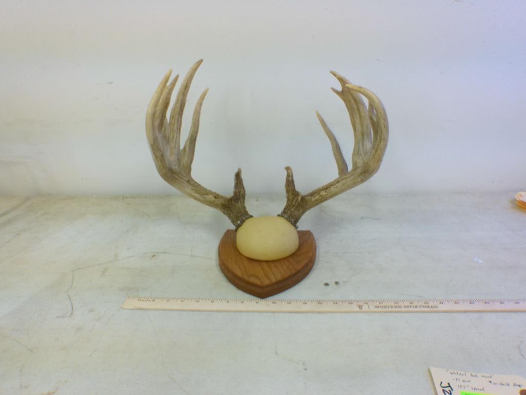 14-Point WHITETAIL DEER Antler Rack on a Wood Shield Plaque - 2
