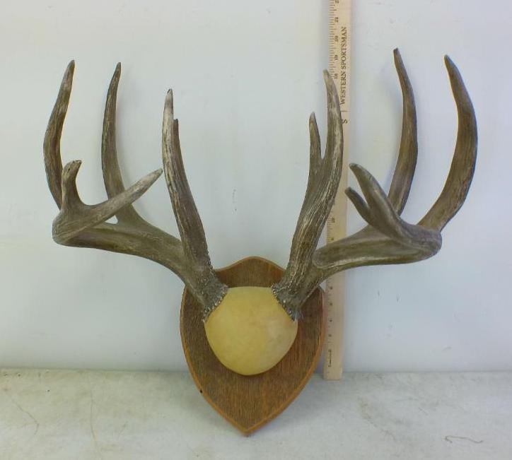11-Point WHITETAIL DEER Antler Rack on a Wood Shield Plaque: 11-Point WHITETAIL DEER Antler Rack with a 21.5" Spread. It is mounted on a Wood Shield Plaque. TAXIDERMY 