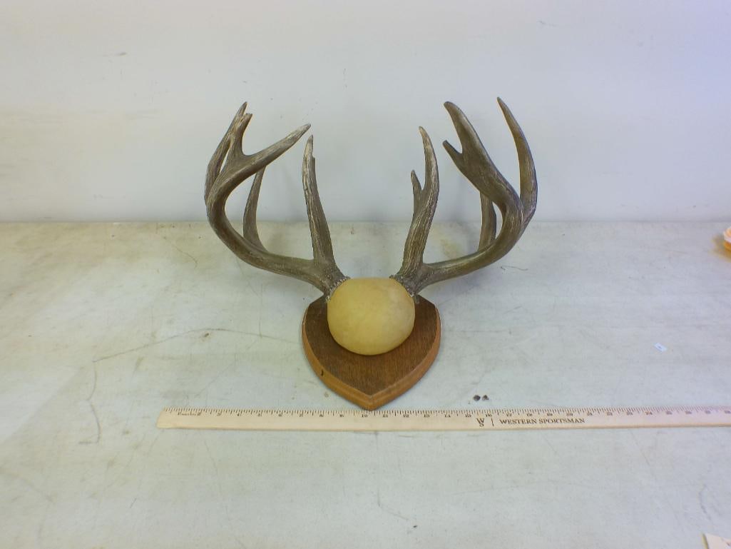 11-Point WHITETAIL DEER Antler Rack on a Wood Shield Plaque - 2