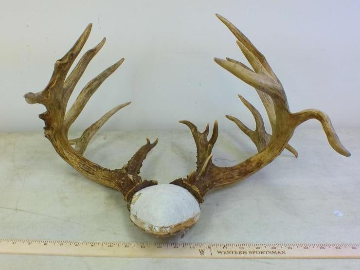 20-Point WHITETAIL DEER Antler Rack: 20-Point WHITETAIL DEER Antler Rack. It has a 23" Spread and is ready for felt and to mount. TAXIDERMY 