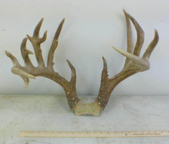 16-Point WHITETAIL DEER Antler Rack on a Skull Cap: 16-Point WHITETAIL DEER Antler Rack. It has a 19" Spread and is on a Skull Cap. TAXIDERMY 
