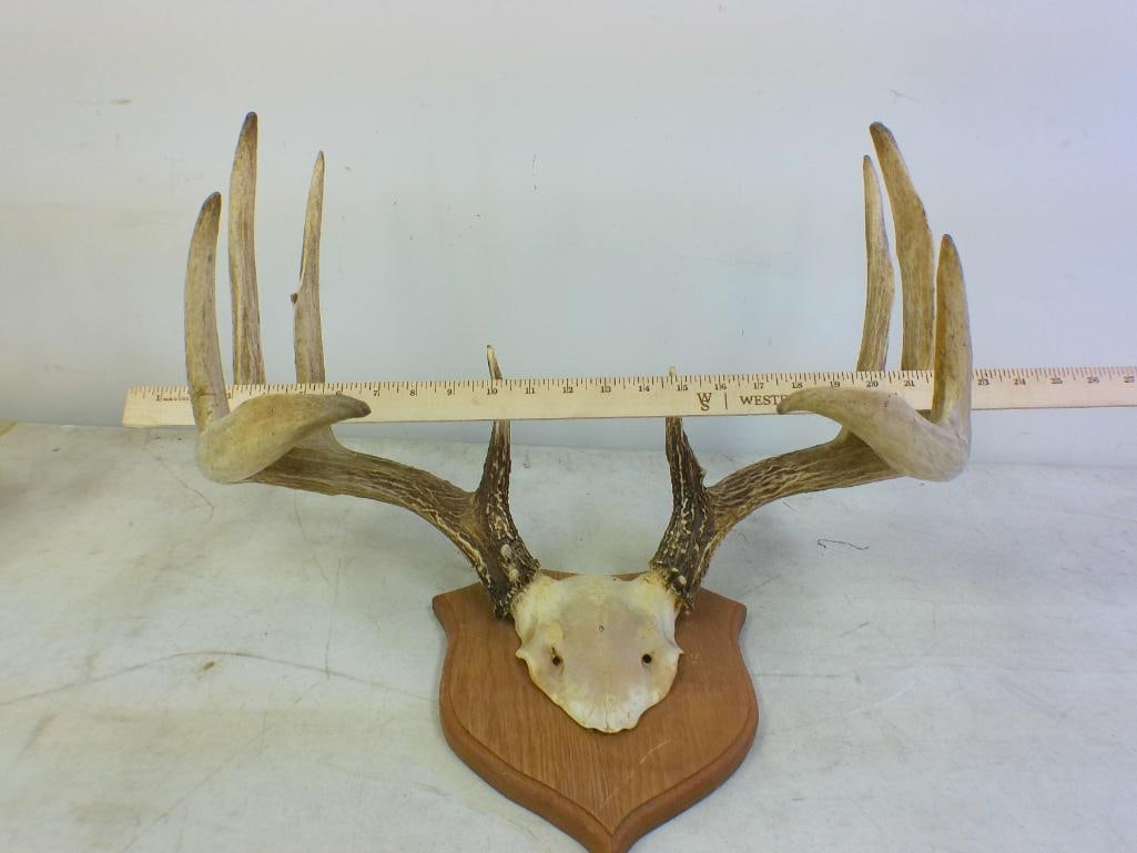 11-Point WHITETAIL DEER Antler Rack on a Wood Shield Plaque - 2