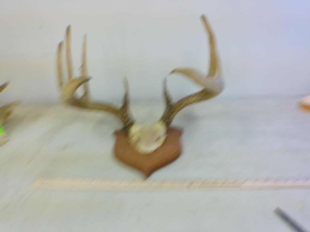 11-Point WHITETAIL DEER Antler Rack on a Wood Shield Plaque - 3