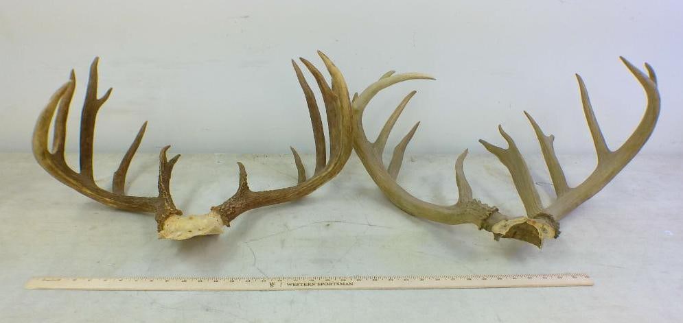 (2) WHITETAIL DEER Antler Racks on Skull Caps: 2 WHITETAIL DEER Antler Racks on Skull Caps. There is a 14-Point with a 22" Spread and a 13-Point with a 22" Spread. TAXIDERMY 