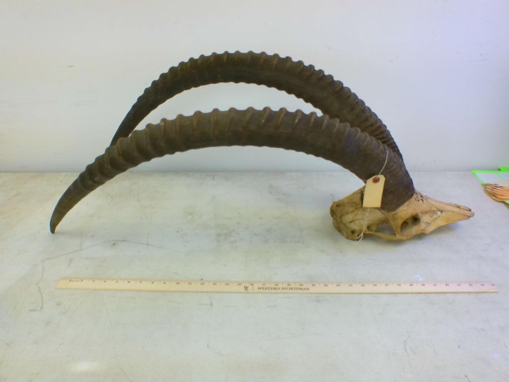 SABLE Horns on a Skull Cap - 2