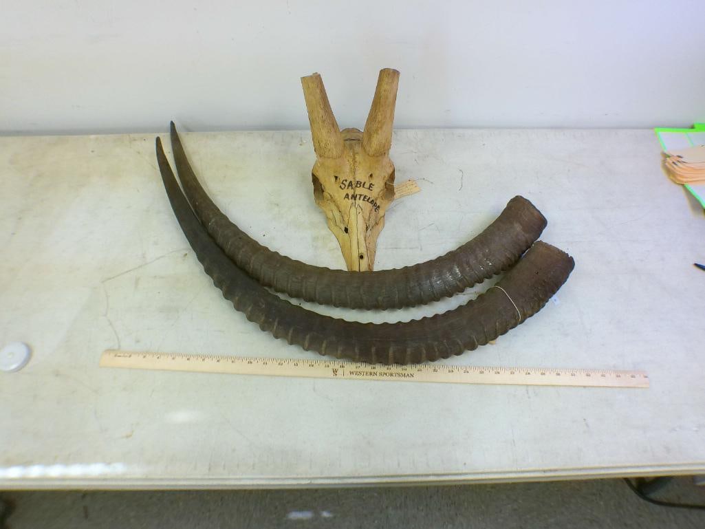 SABLE Horns on a Skull Cap - 3