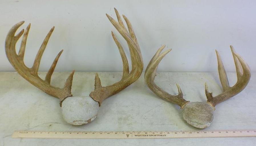 (2) Sets of WHITETAIL DEER Antlers (1 of 3)
