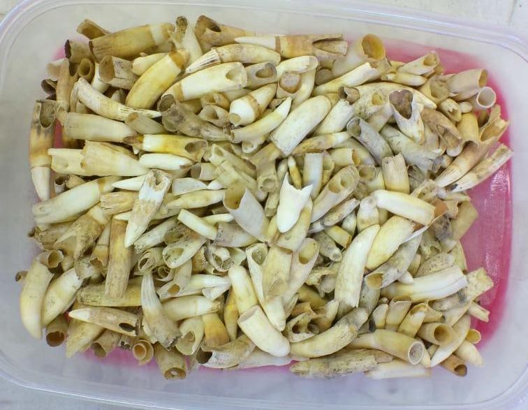 Over 4 lb Lot of Loose ALLIGATOR Teeth: 4 lbs 14 oz Lot of Loose ALLIGATOR Teeth. They vary in size and shape. TAXIDERMY TEETH