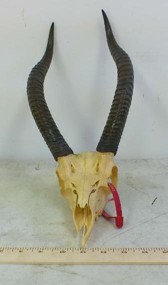 GERENUK Skull (1 of 2)