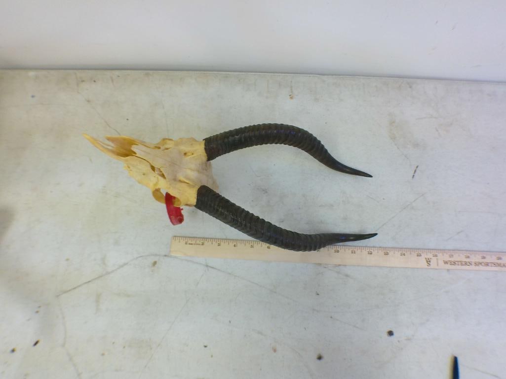 GERENUK Skull - 2